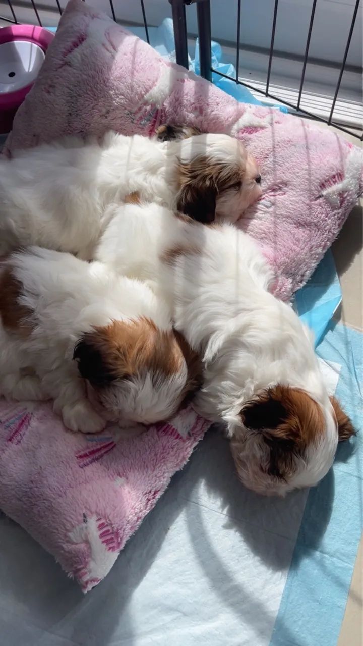 Fêmea shih tzu  - Foto 5