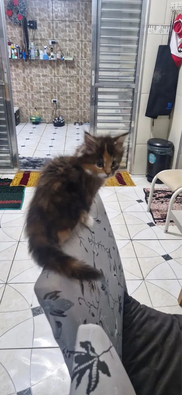 Maine Coon lindo encantador  - Foto 3