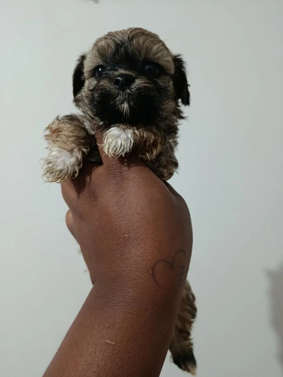 Cachorro 