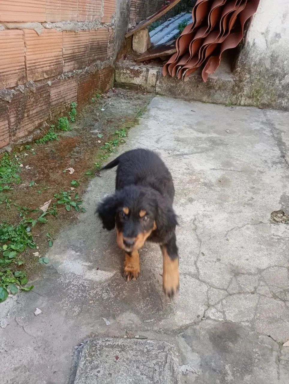 Doação de filhotes - Foto 2