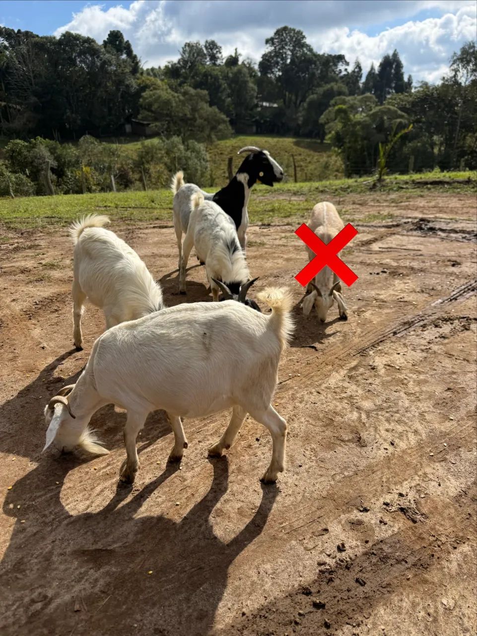 Cabras de leite e Bodes cabra e Bode