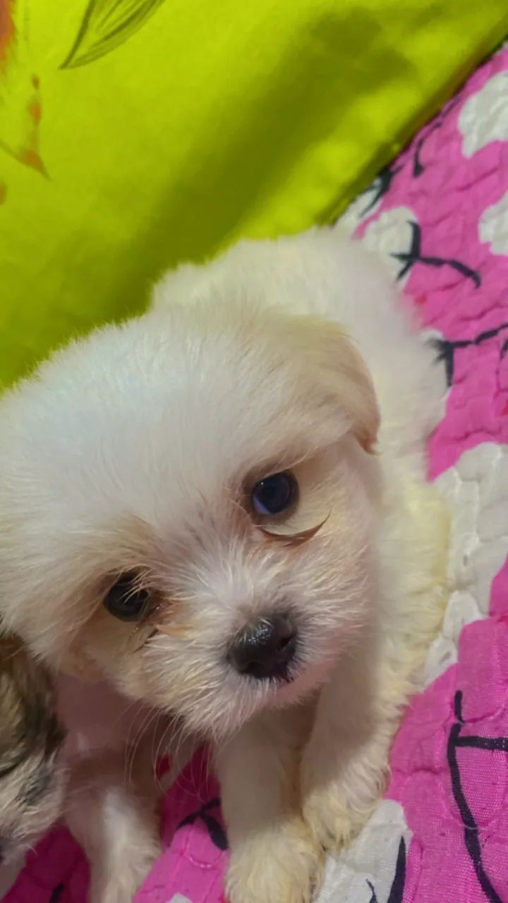 Filhote Shihtzu 
