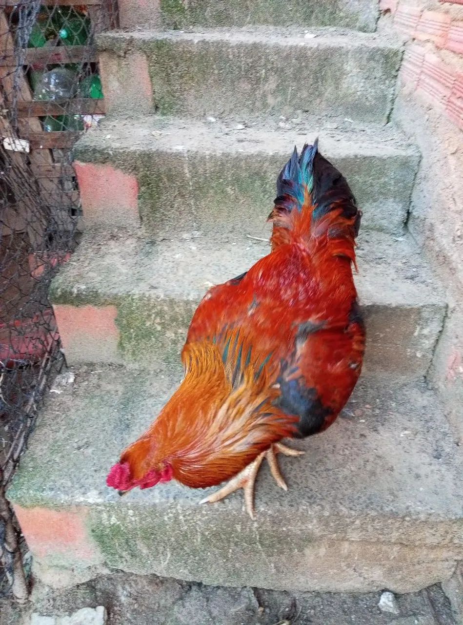 Frango caipira 
