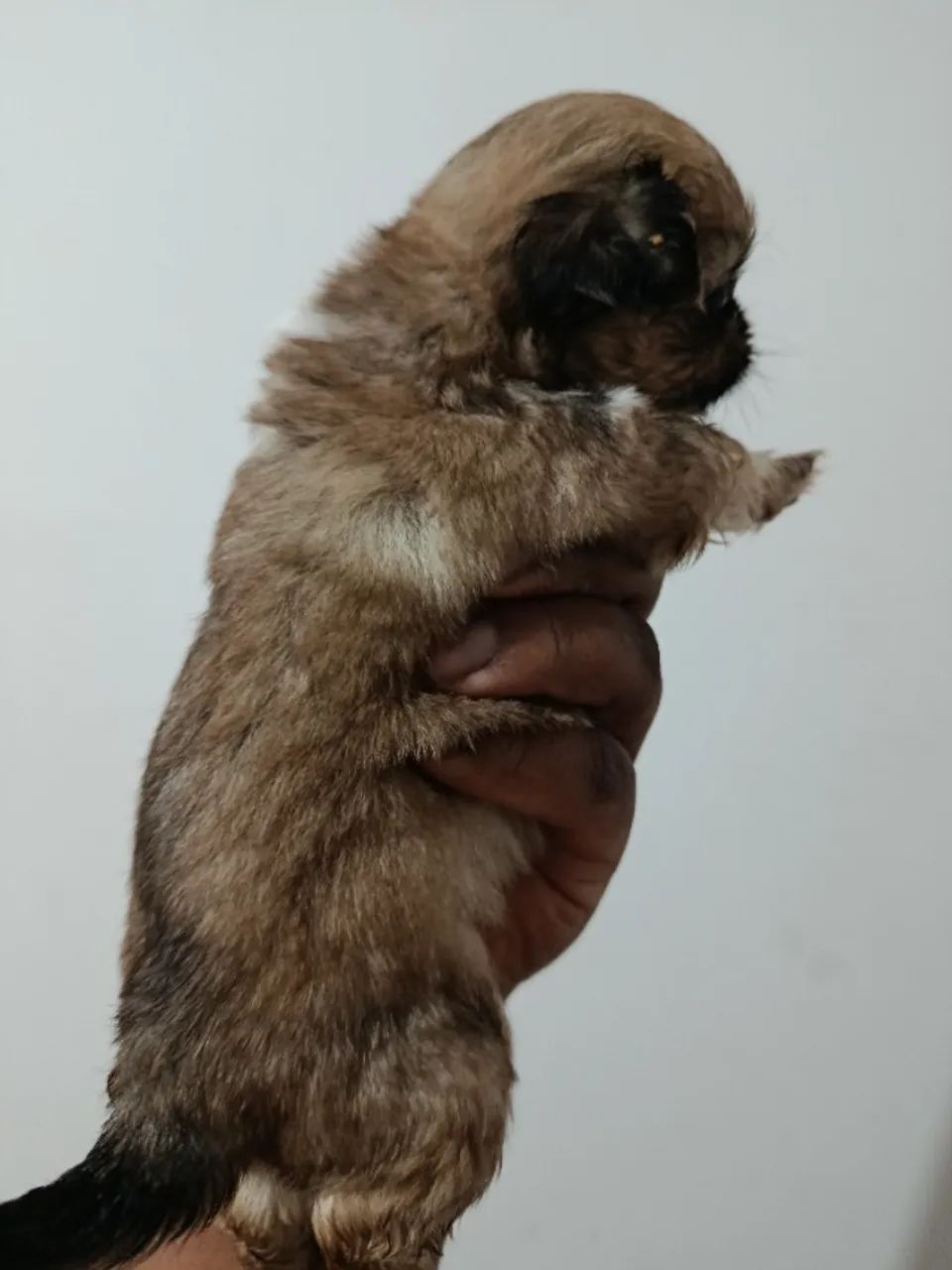 Cachorro  - Foto 2