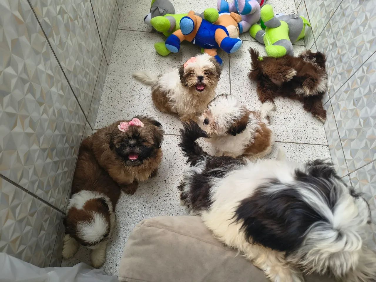 Shihtzu e Lhasa Apso a partir de 800