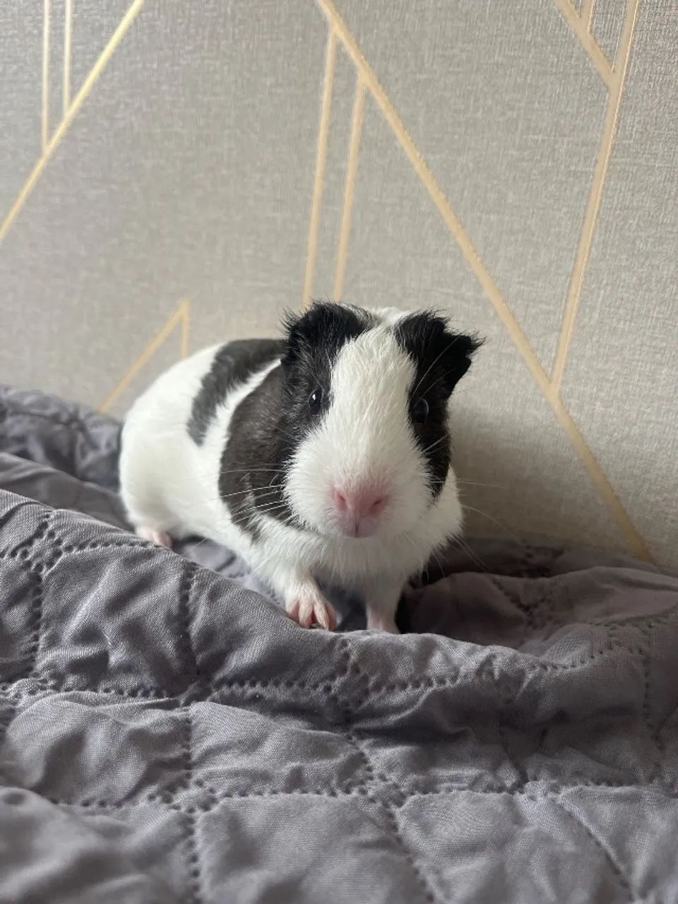 porquinho da índia  - Foto 3