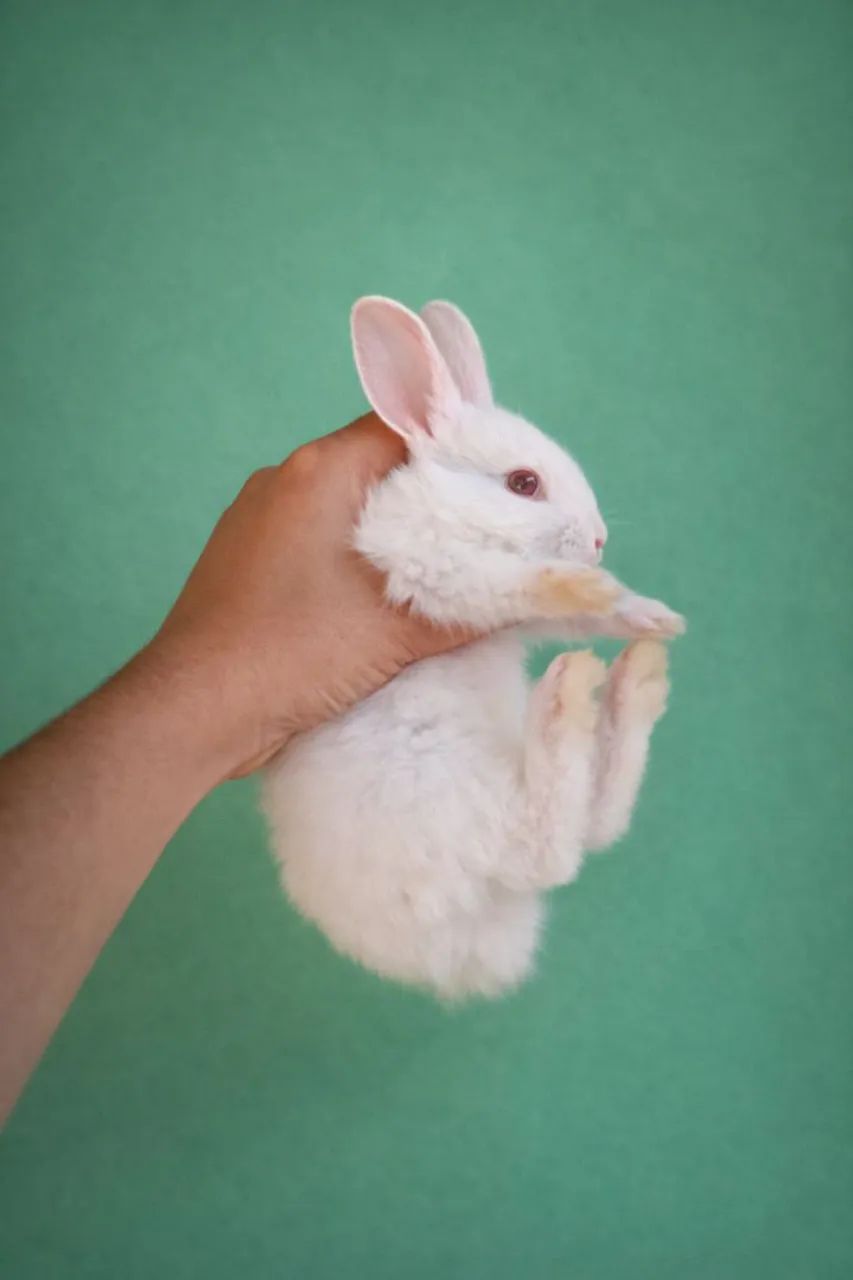 Coelho fofinho branco dos olhos vermelhos - Foto 5