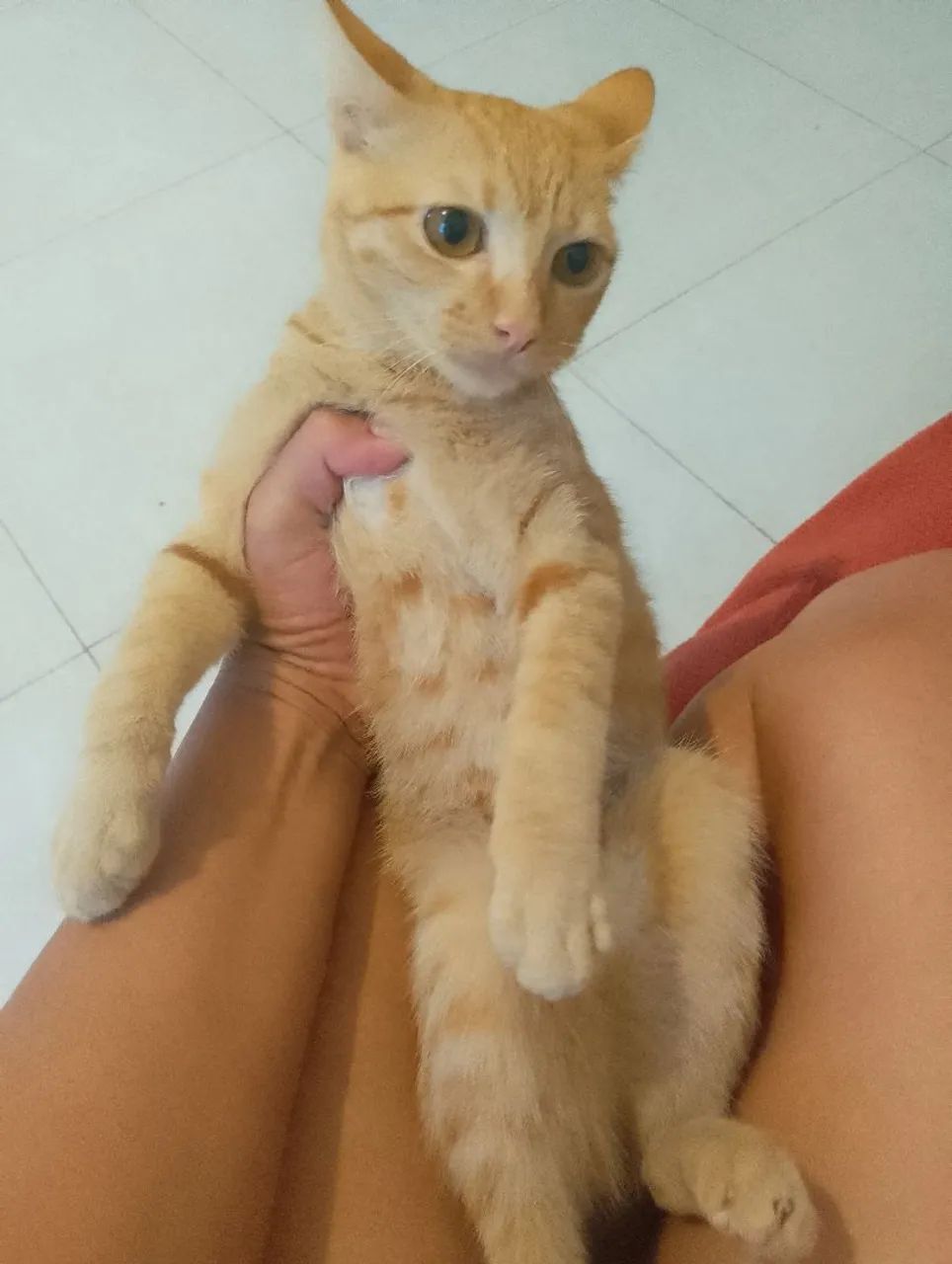 Gatinho macho - Foto 2