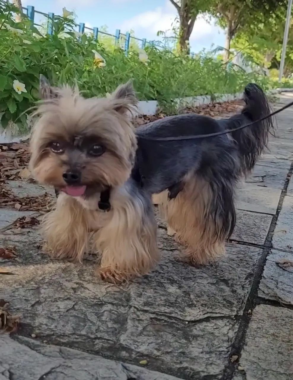 Mini yorkshire 