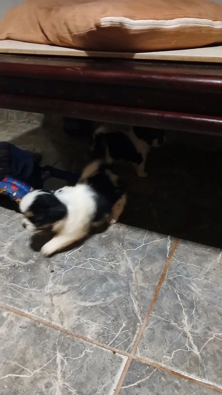 Shihtzu macho - Foto 3