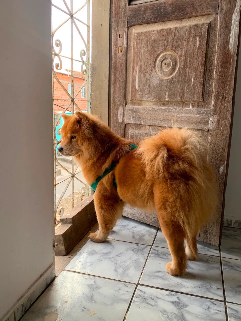 Chowchow  - Foto 2