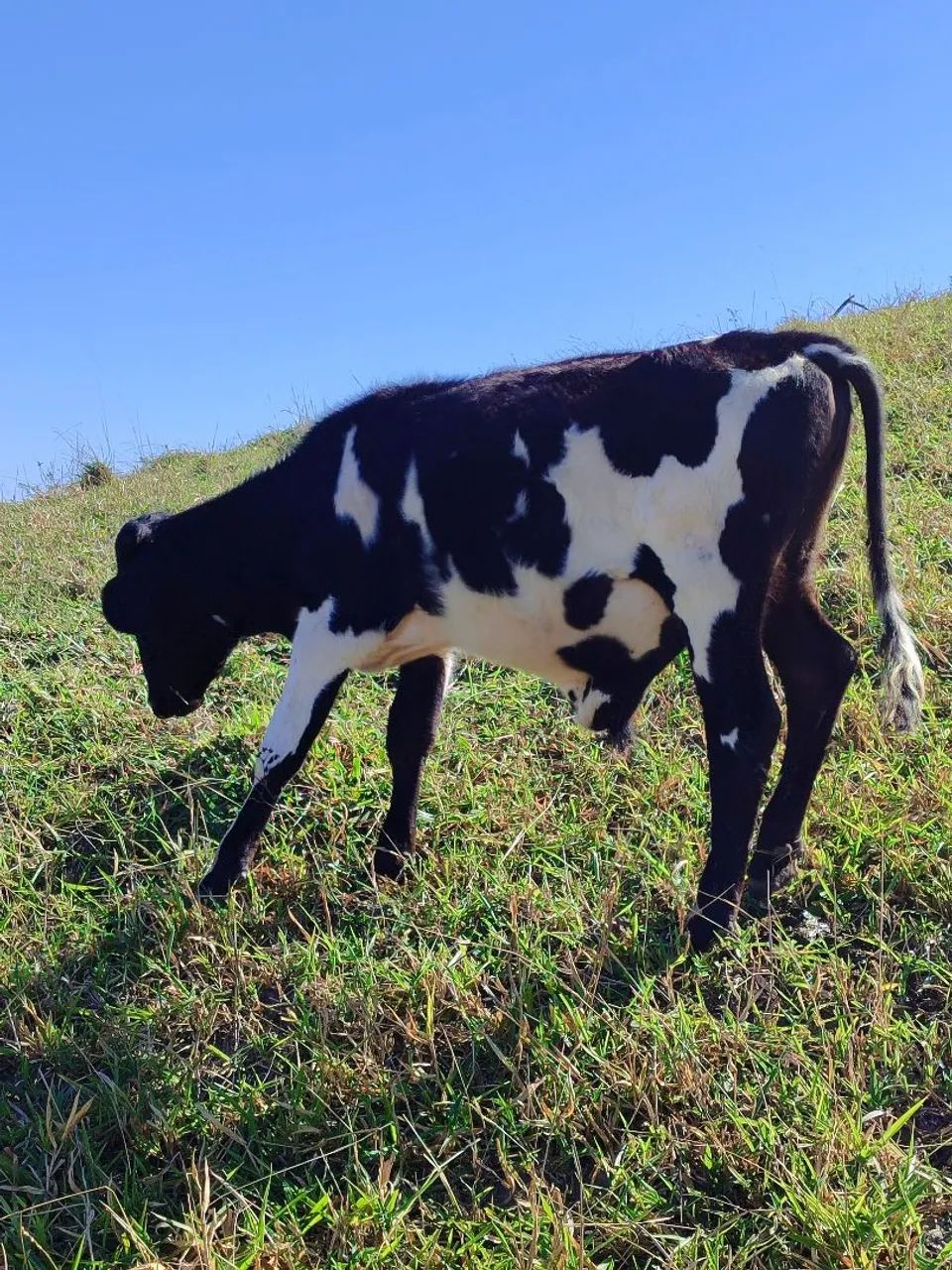 Vendo bezerro e bezerra - Foto 4