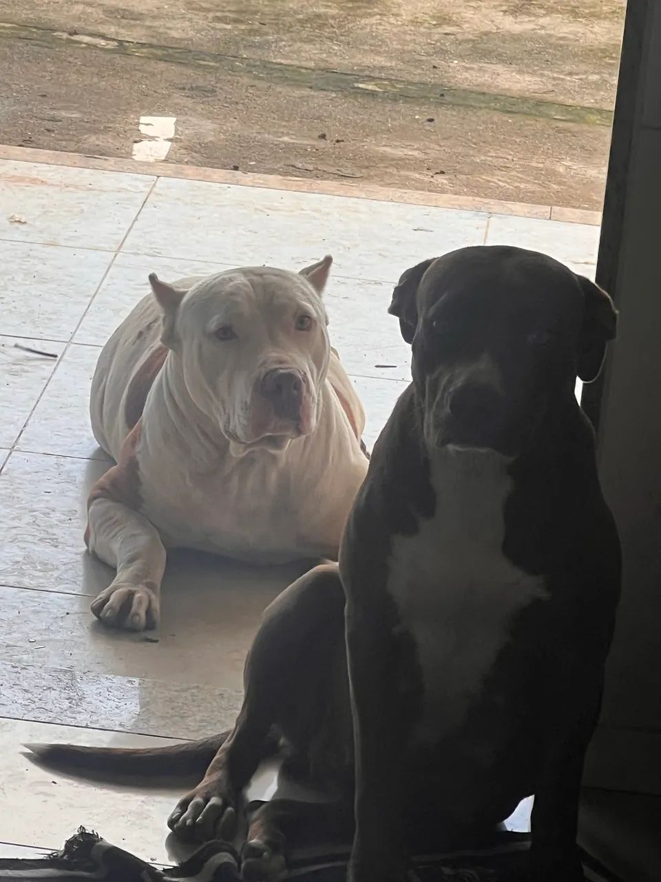 Pitbull  - Foto 3