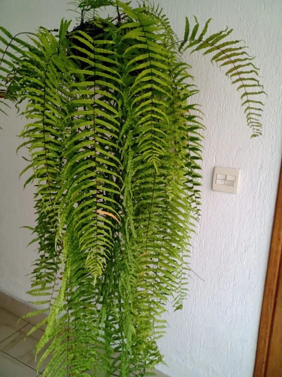 Samambaia - Foto 2