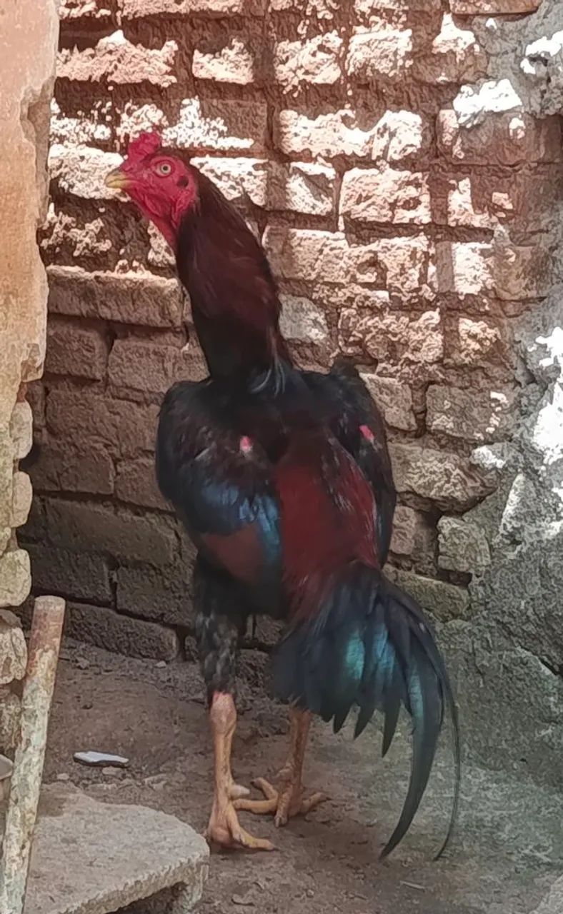 Galo índio e galinhas índia 