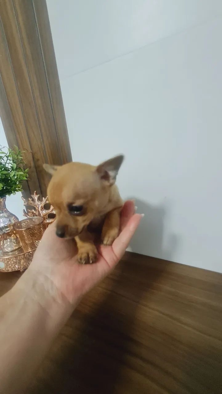 Pinscher macho  - Foto 2