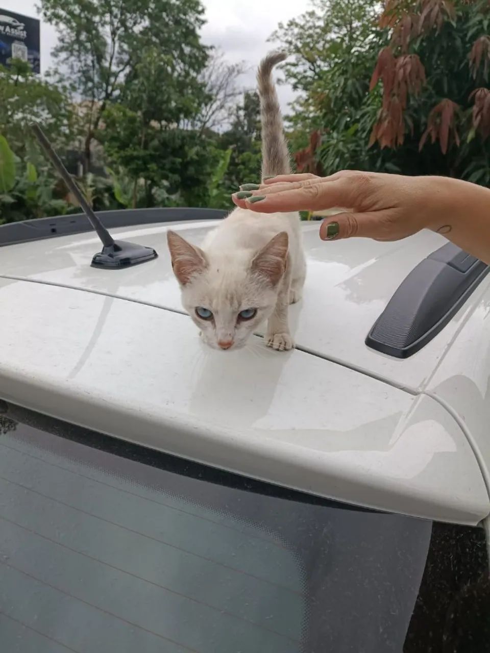 Gata para doação  - Foto 3