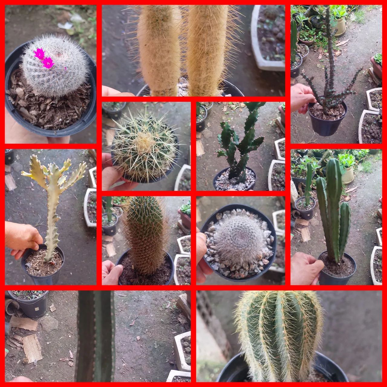 cactos  - Foto 5