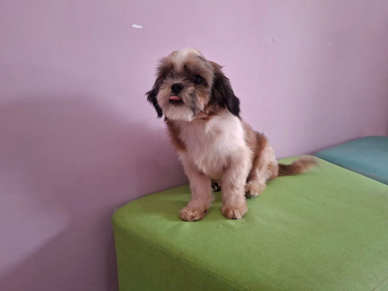 Shihtzu fêmea 10 meses - Foto 6