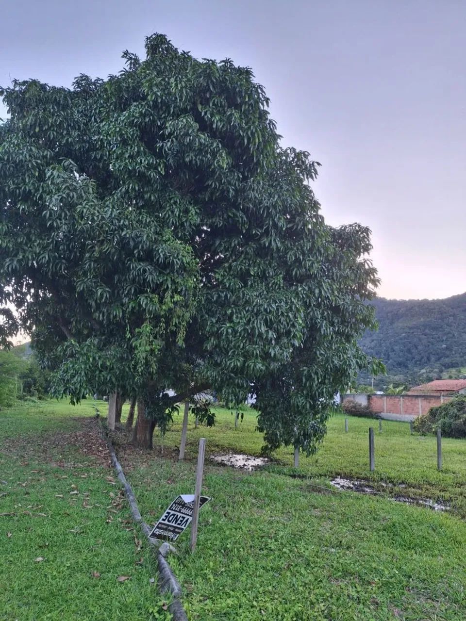 Terreno rancho de jacone  - Foto 4