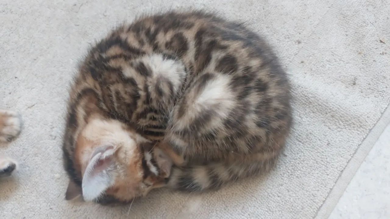 Bengal  - Foto 5