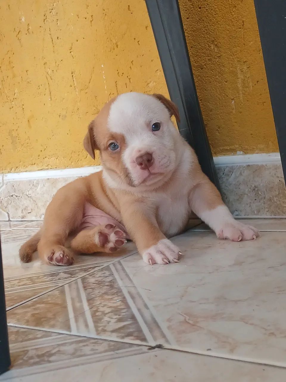 Cachorro - Foto 5