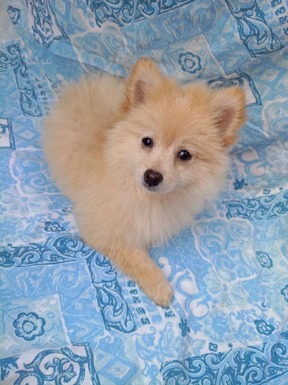 cachorro - Foto 5