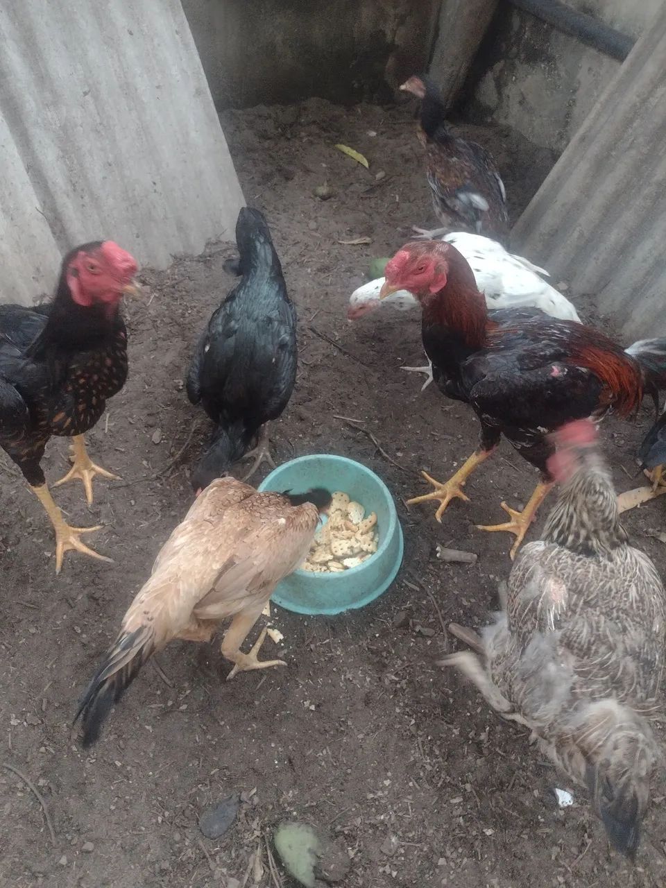 Frango caipira - Foto 5