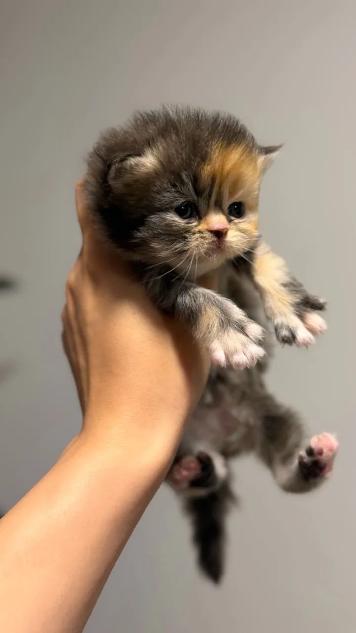 Gatos persas  - Foto 4