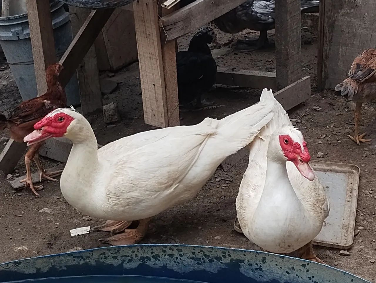 Frango e patos - Foto 4