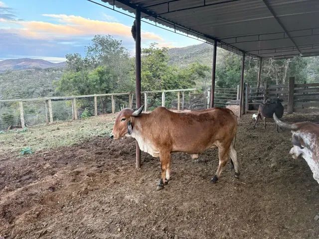 Leitoa e Vaca  - Foto 2