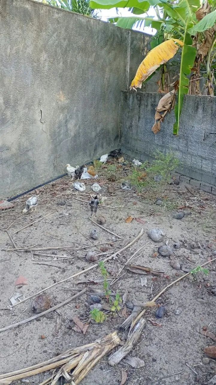 Oportunidade  - Foto 2