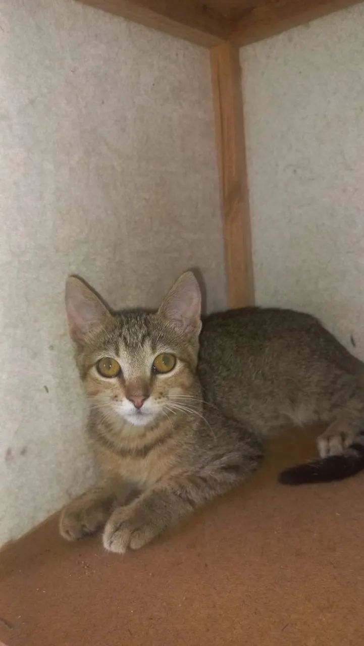 Doa se gatinho macho