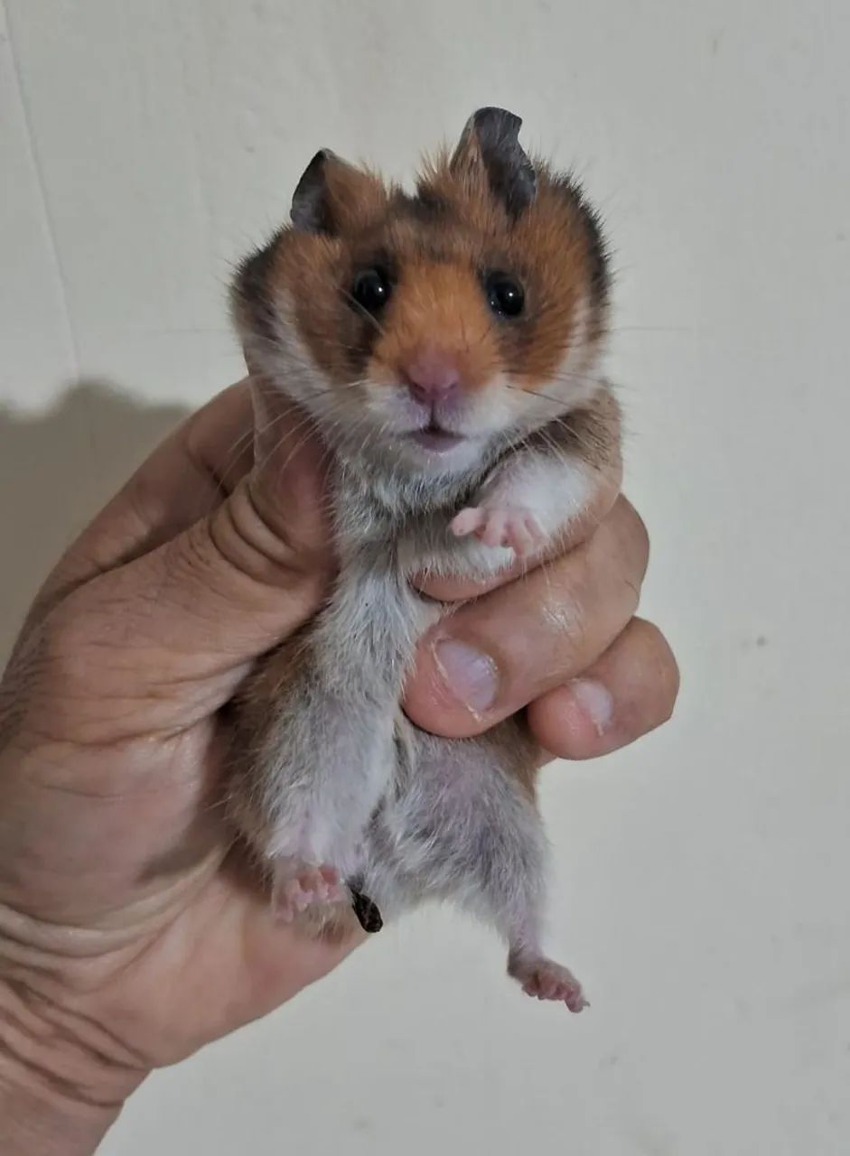 Hamster sirio 