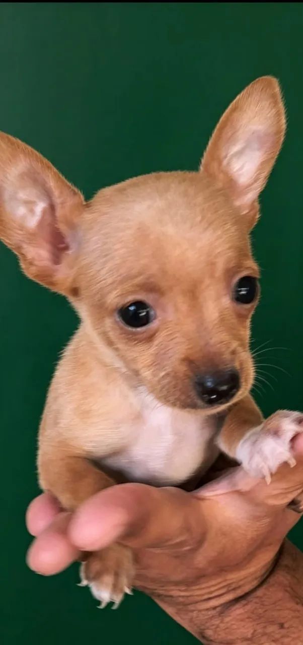 Pinscher 
