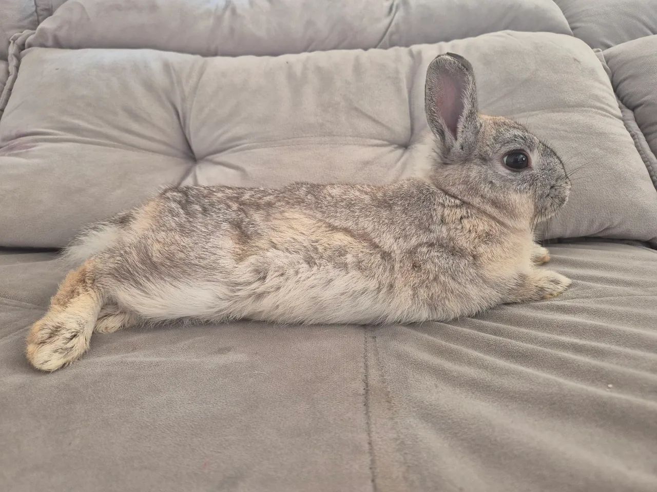 Mini Coelho - Foto 5