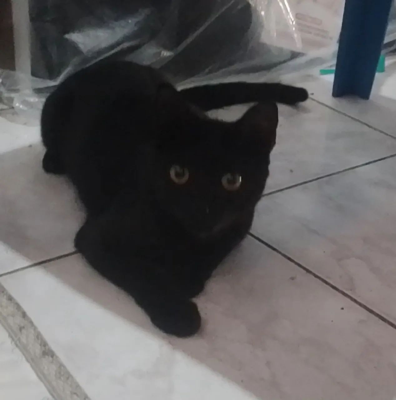 Gato macho - Foto 2
