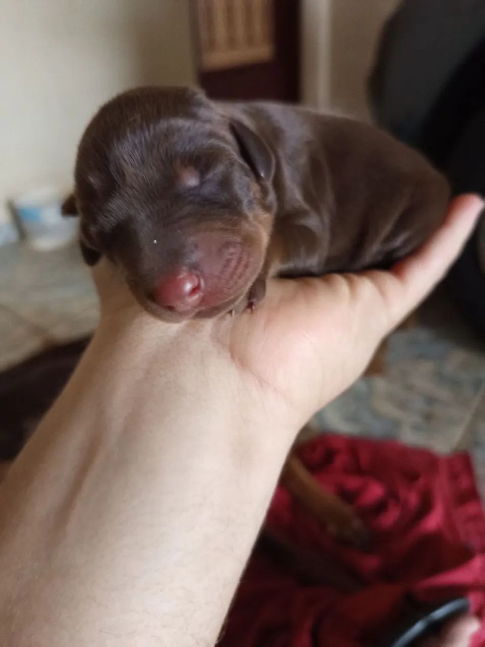 Doberman  - Foto 3