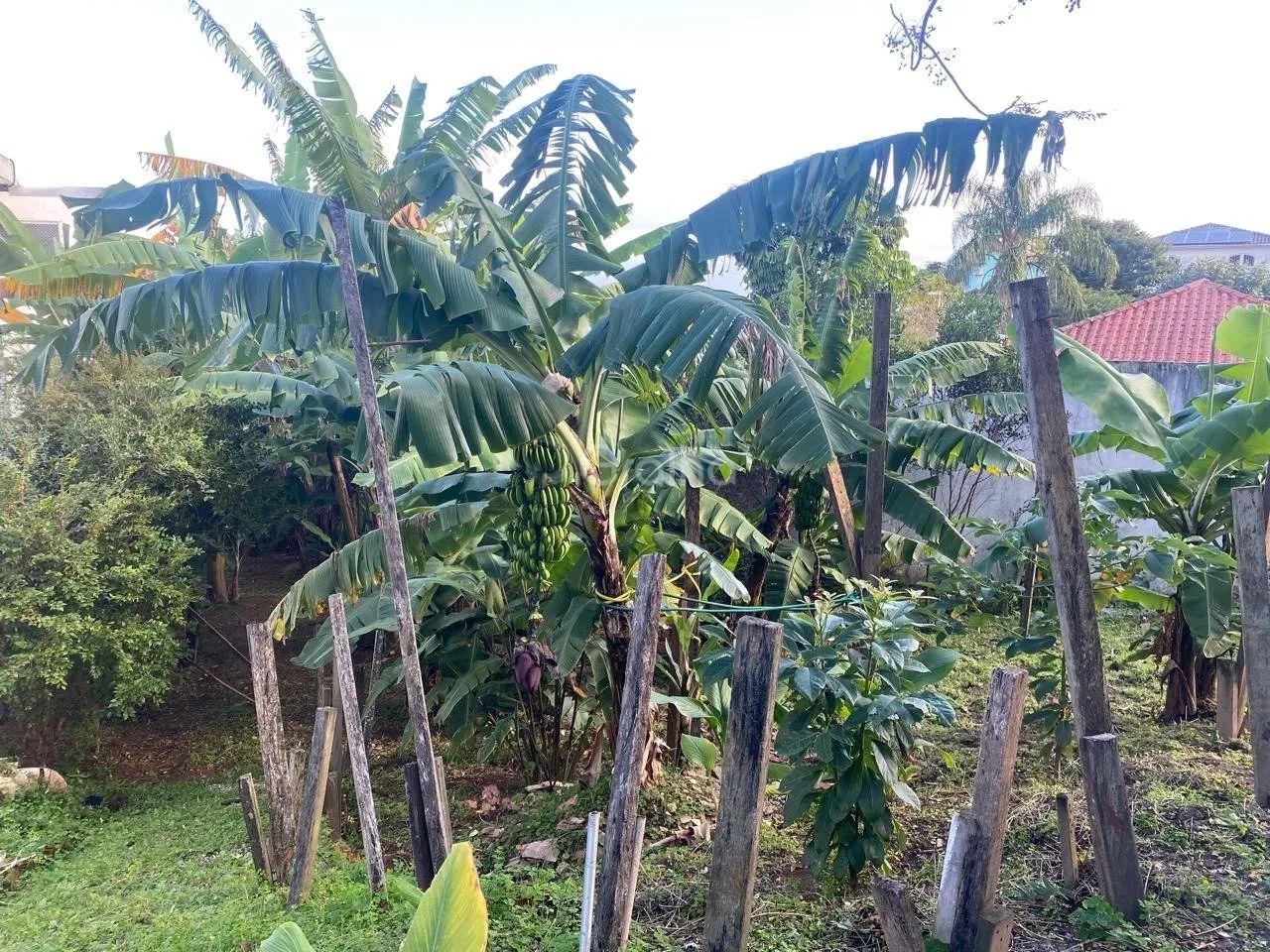 Terreno de 329m² no bairro Bom Abrigo - Foto 5