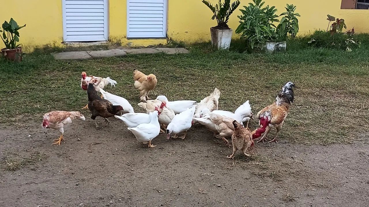 Patas - Foto 2