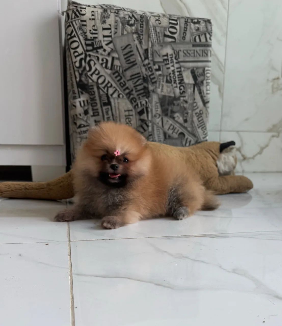 Spitz alemão  - Foto 2