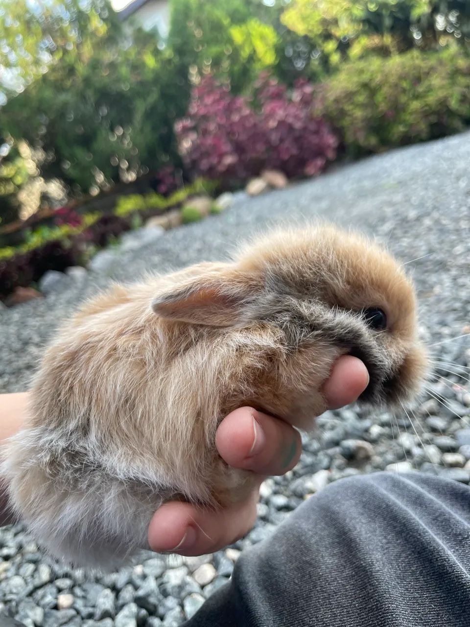 Coelhinhos mini - Foto 5