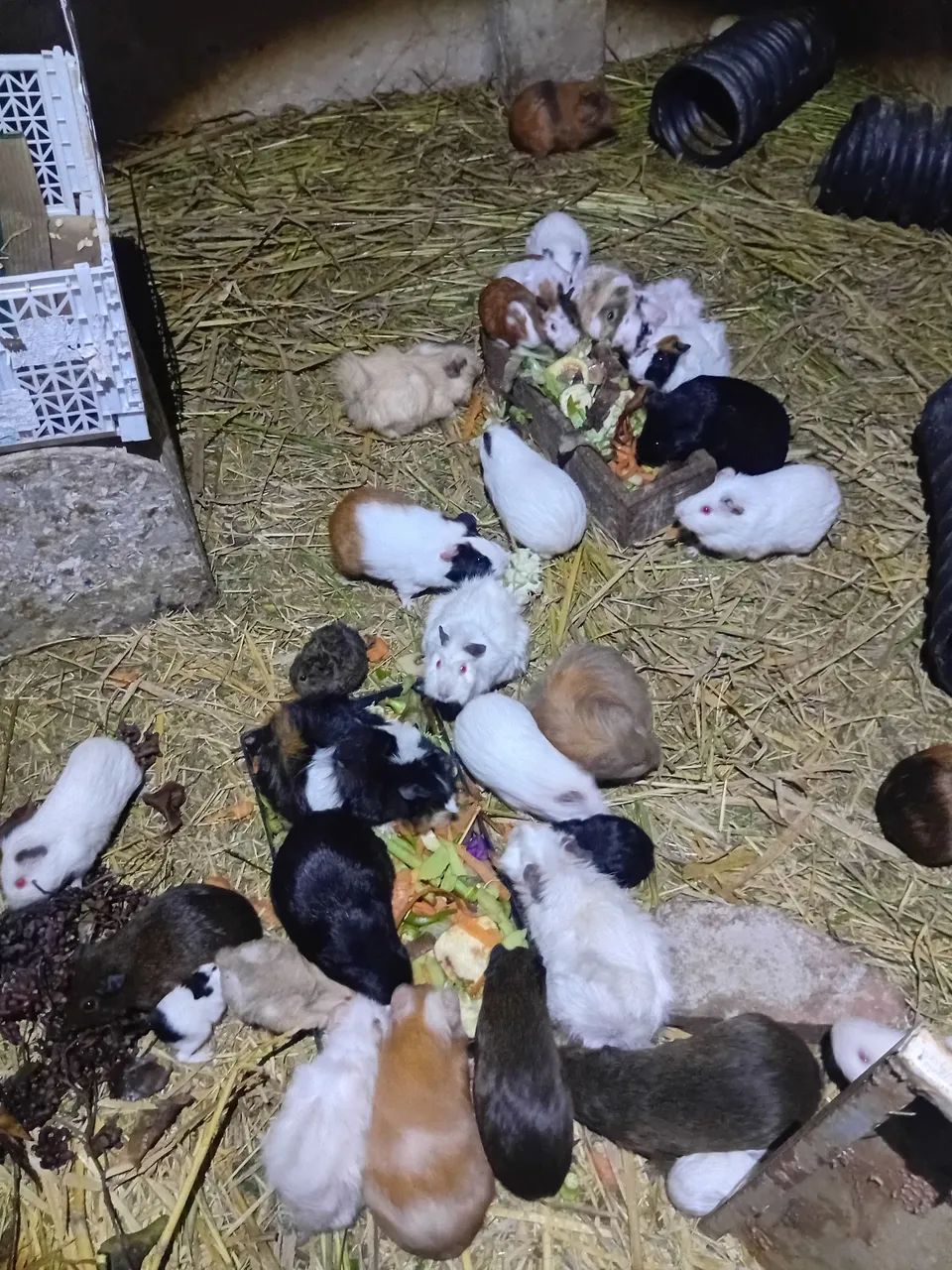 Bioterios e coelhos - Foto 4