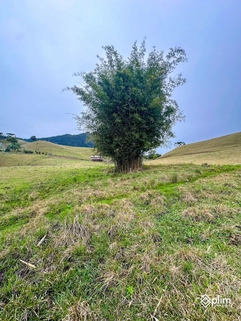 Sítio de 3,8 hectares  Bom Retiro, Serra Catarinense - Foto 4
