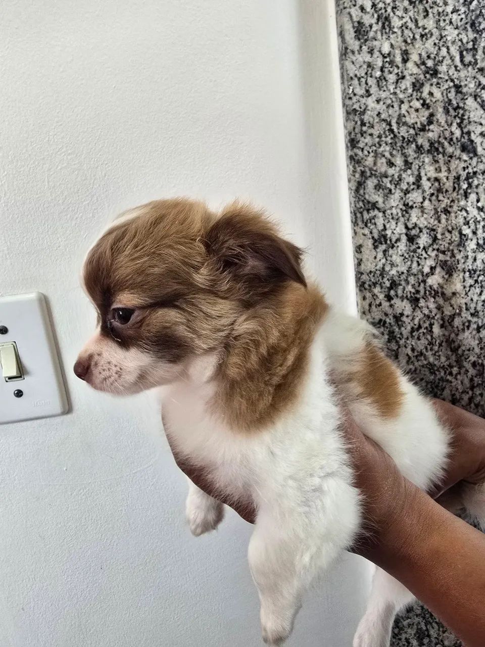 Chihuahua  macho 