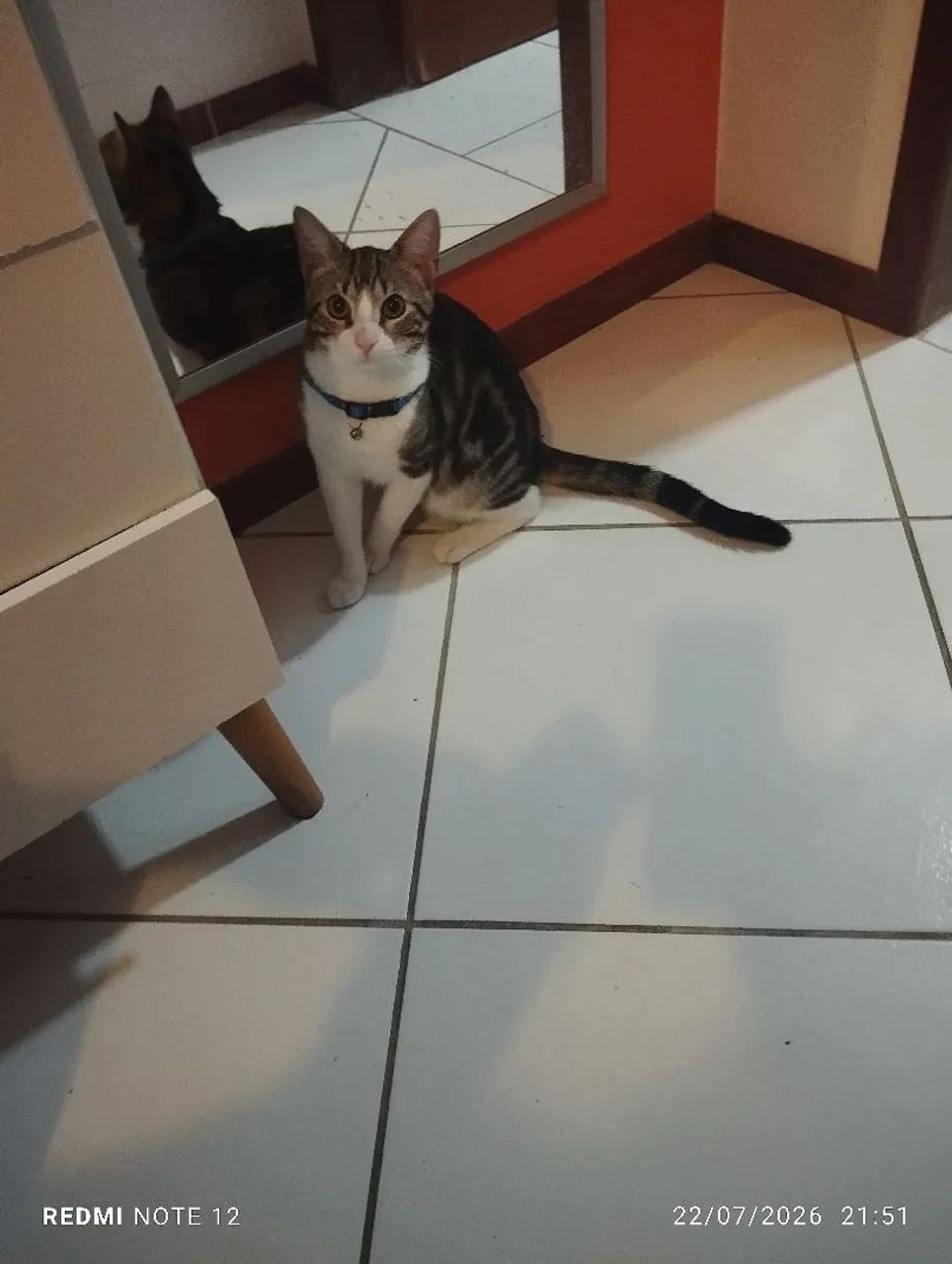 Doação gato - Foto 4