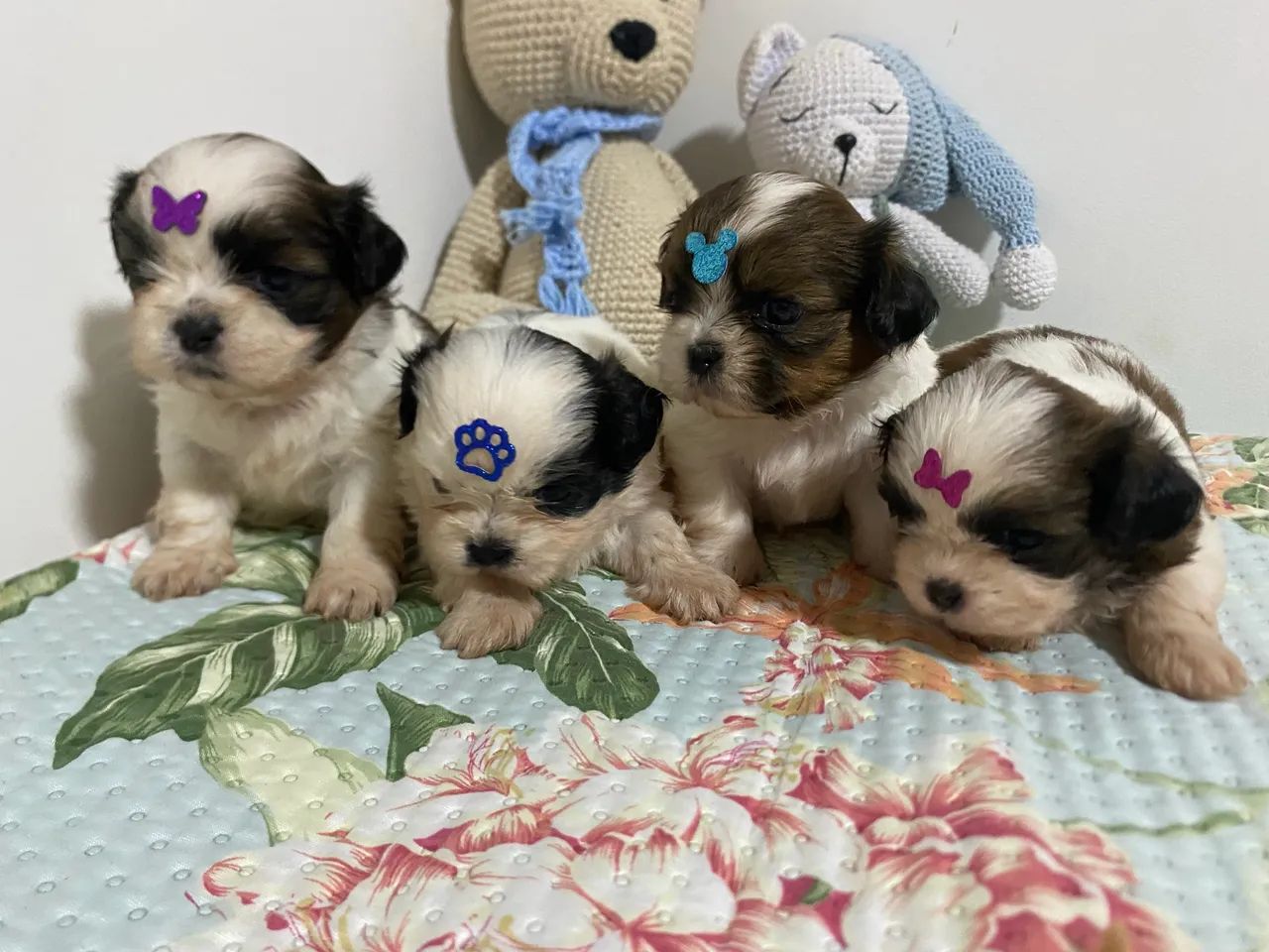 Filhotes de Shihtzu  - Foto 5