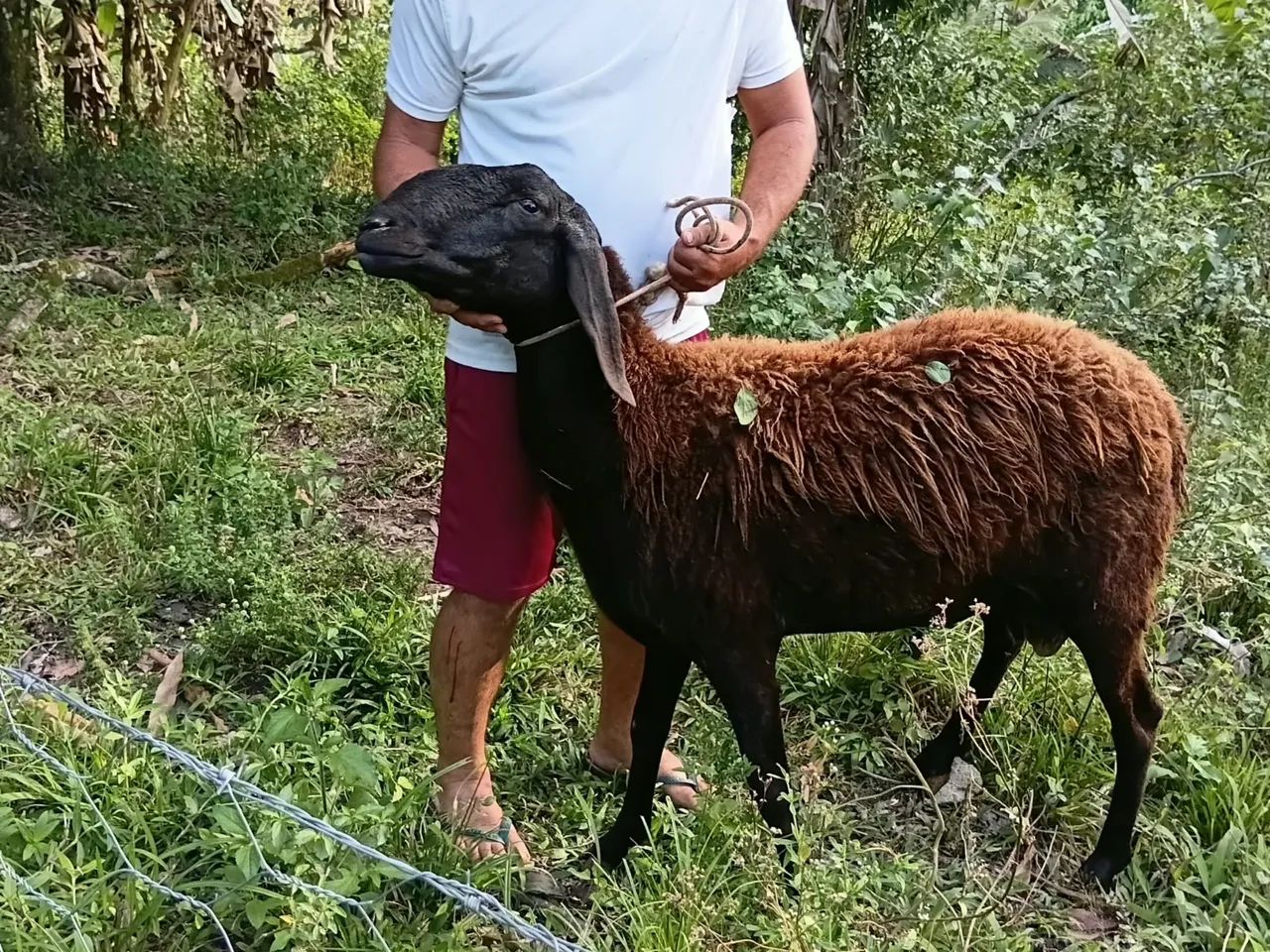 Carneiro  - Foto 5