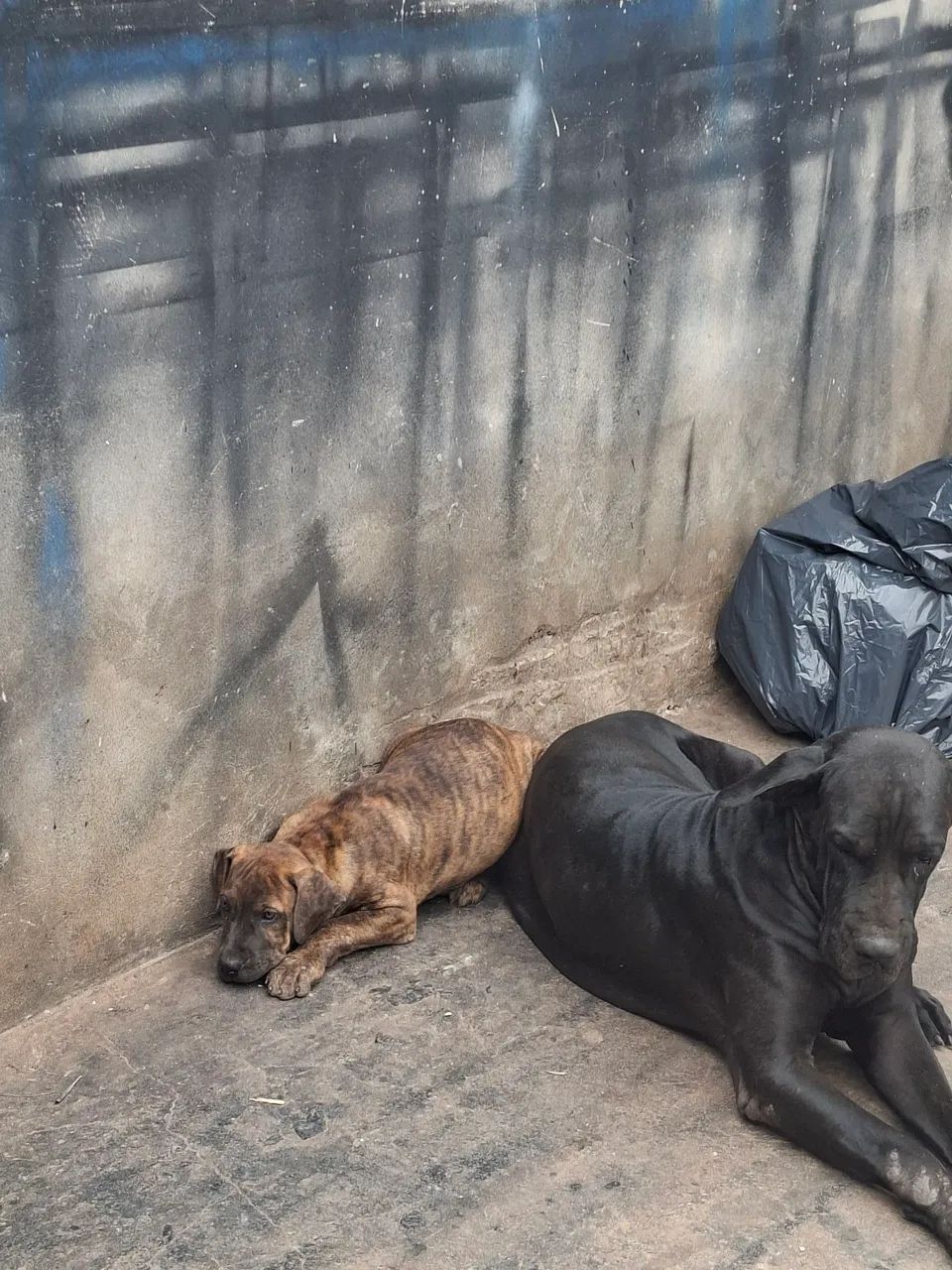 Cachorro  - Foto 3