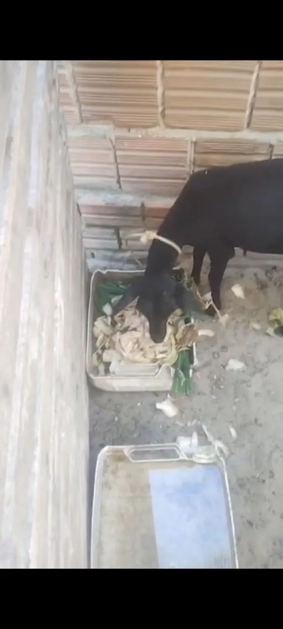 Ovelha Santa Inês fêmea  - Foto 6